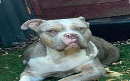 Mixed Breed dogs for sale: Olde Tyme Bulldog x American Staffordshire Pups - Image 12