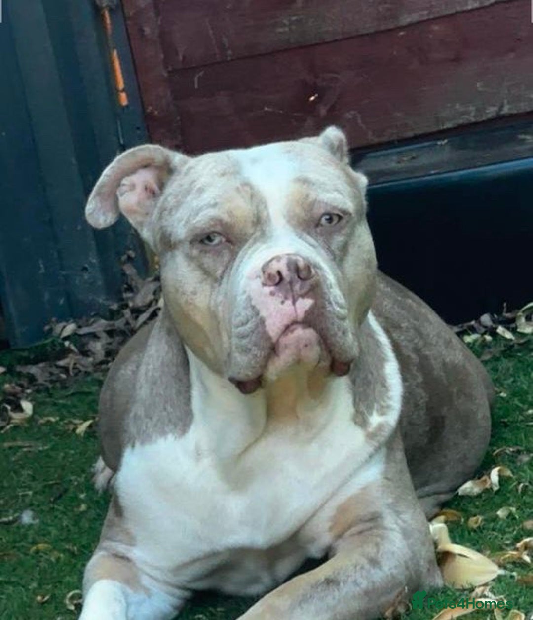 Mixed Breed dogs for sale: Olde Tyme Bulldog x American Staffordshire Pups - Image 12