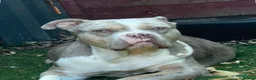 Mixed Breed dogs for sale: Olde Tyme Bulldog x American Staffordshire Pups - Advert 5