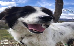 Mixed Breed dogs for adoption: Thia, approx 15 mnths old. Available for adoption  - Image 9