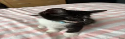 Mixed Breed cats for sale: 2 Male and 2Female kittens  in Hayes - Advert 7