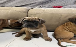 Bullmastiff dogs for sale: Courageous Bullmastiff Puppies. - Image 4