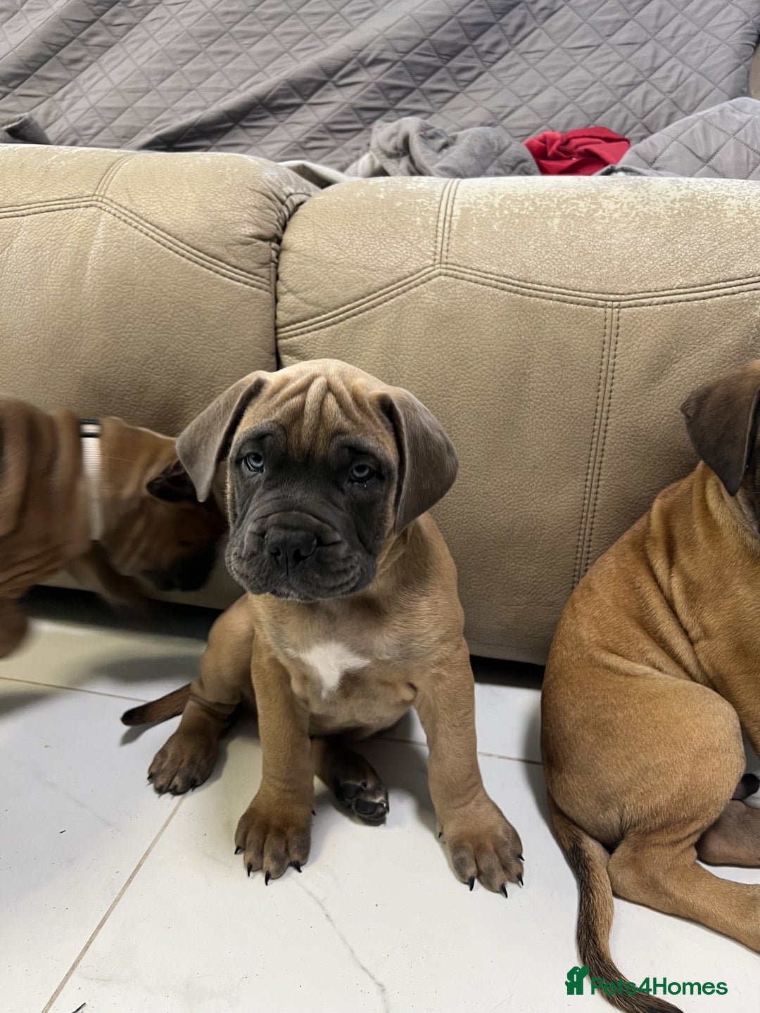 Bullmastiff dogs for sale: Courageous Bullmastiff Puppies. - Image 4