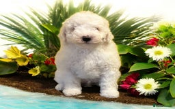 Australian Labradoodle dogs for sale: Ready to go 2 males left health tested parents!! - Image 6