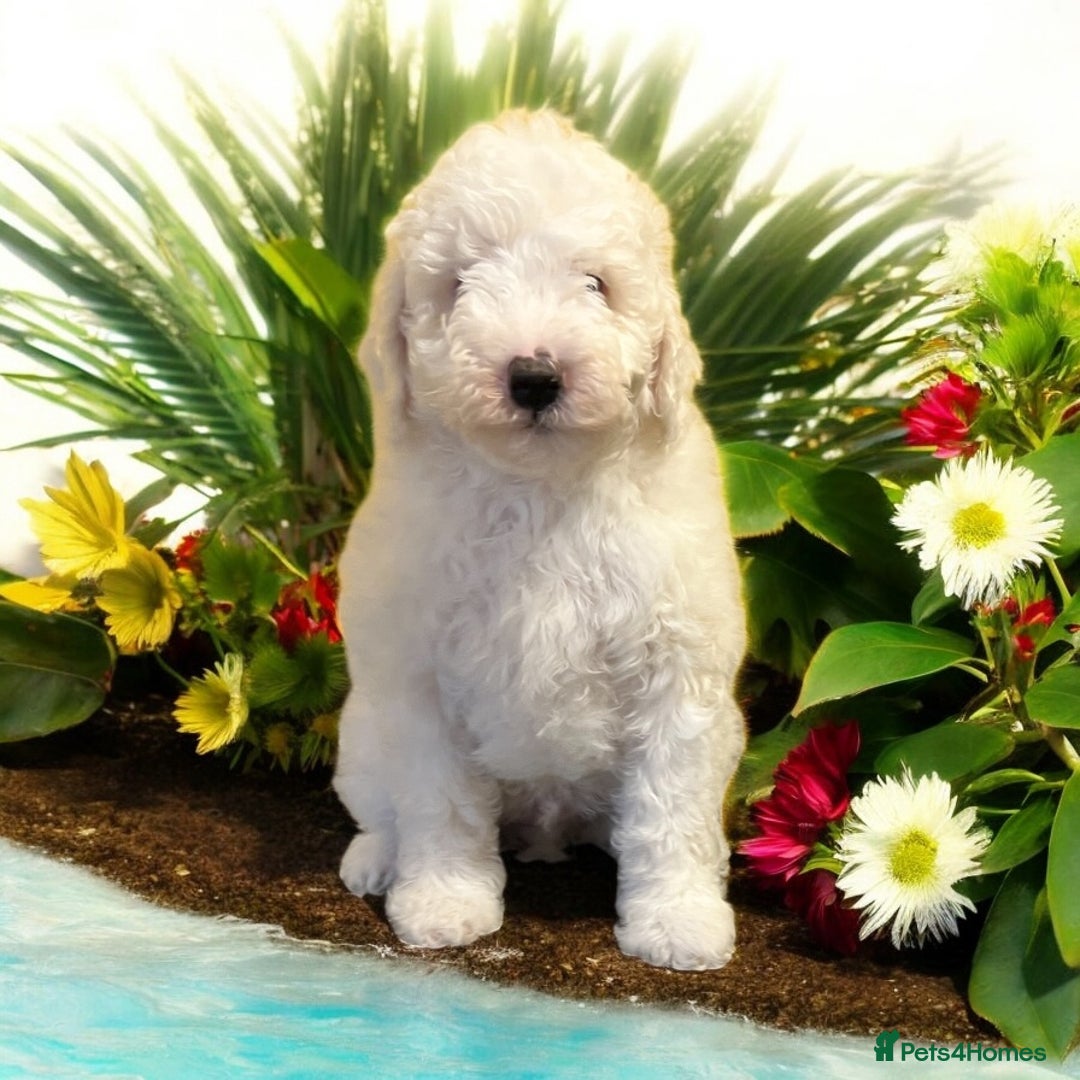 Australian Labradoodle dogs for sale: Ready to go 2 males left health tested parents!! - Image 6