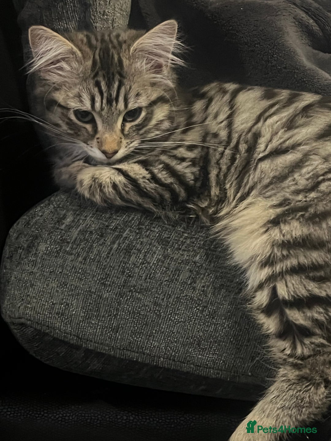 Domestic Shorthair cats for sale: 2 male kittens  - Advert 1