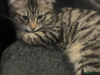 Domestic Shorthair cats 2 male kittens - Advert 2