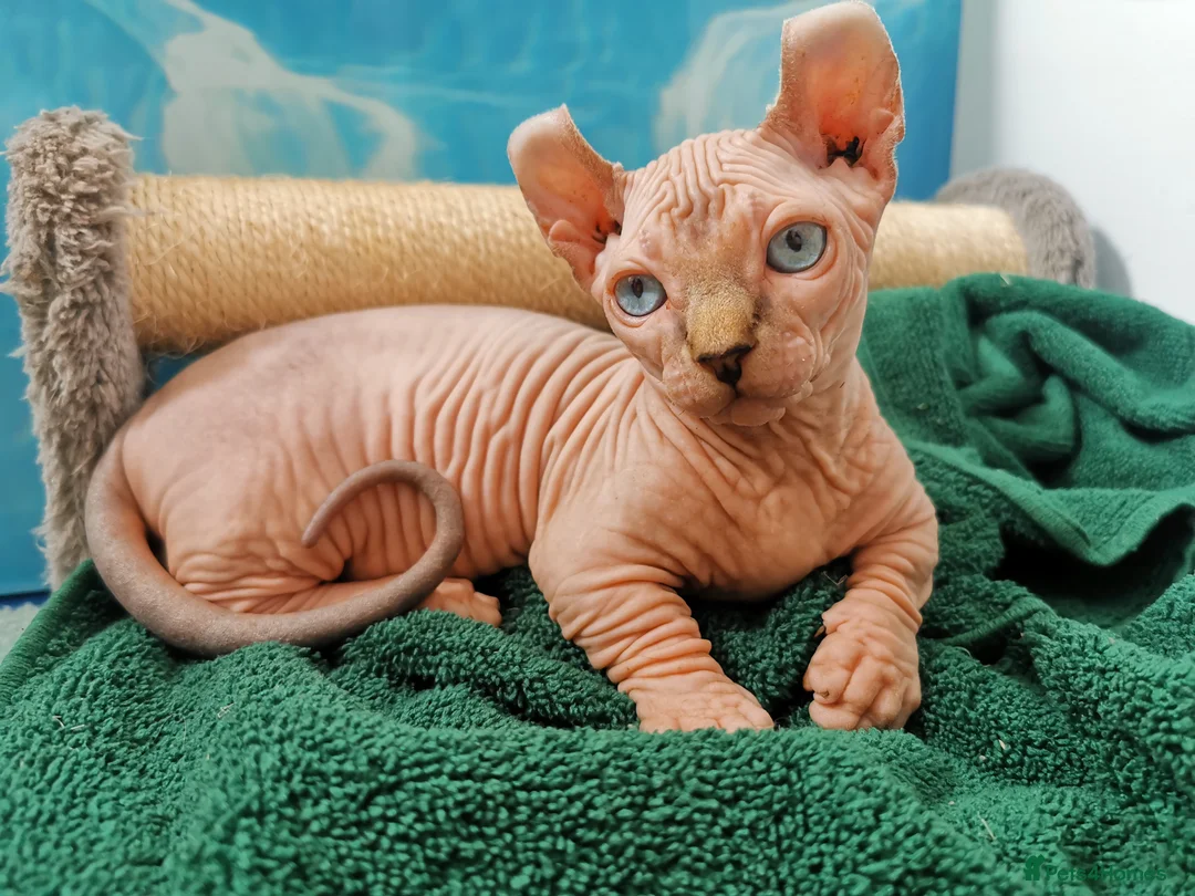 Sphynx cats for stud: Black tabby Sphynx Elf for STUD in Oldham - Advert 20