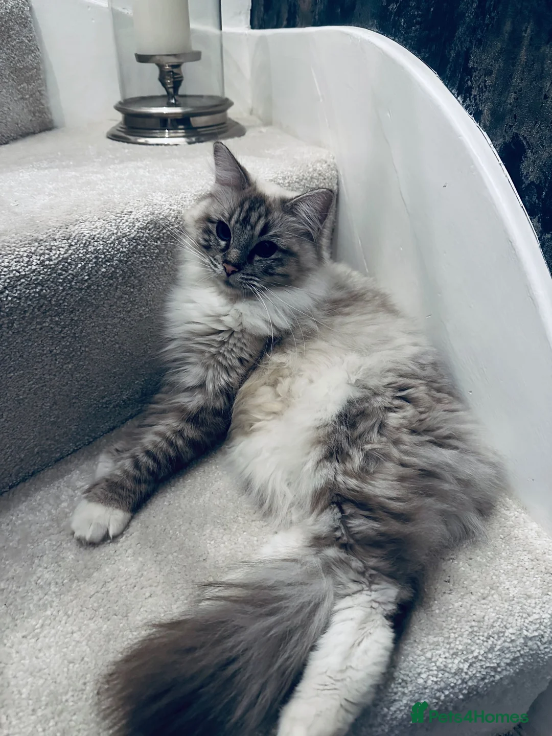 Ragdoll cats for sale: Rehoming our beloved Bonnie girl  - Advert 2