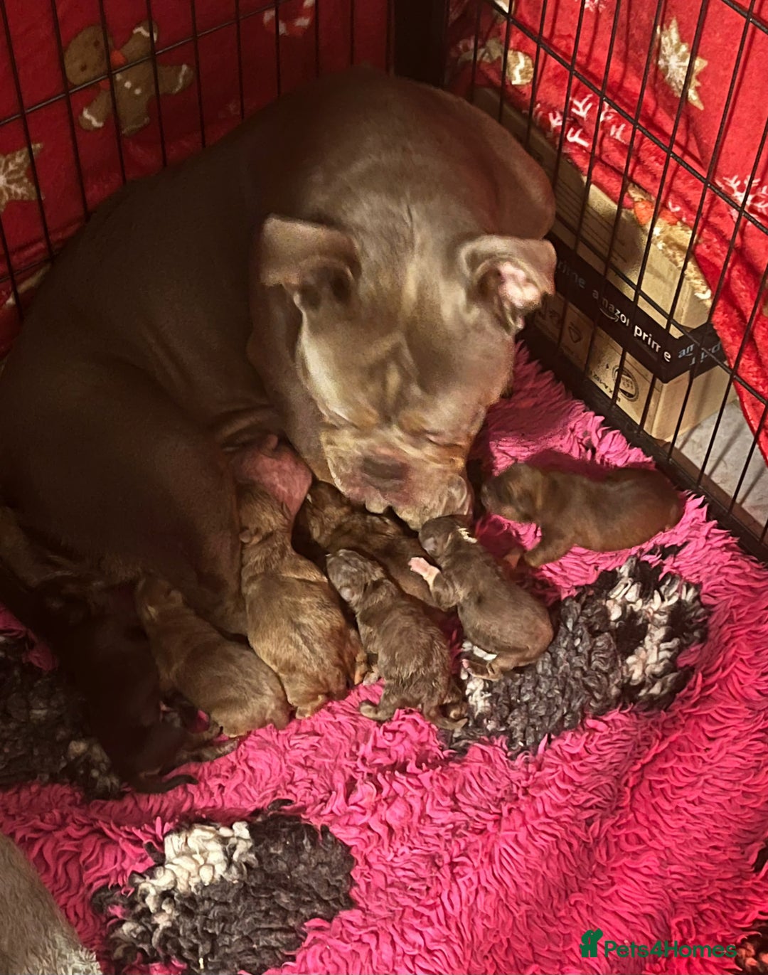 Olde English Bulldogge dogs for sale: Genetic Clear, Hip & Elbow Graded Breeding - Image 6