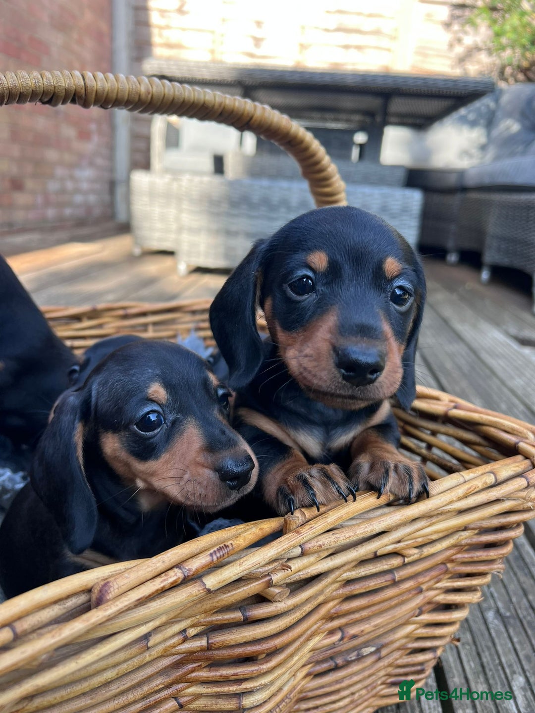 Dachshund dogs for sale: KC Reg Mini Smooth Pups (just two left) Black&Tan - Image 1