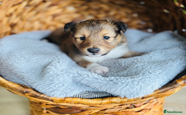 Shetland Sheepdog dogs Pretty sable Shetland sheepdog girl puppy  - Advert 1