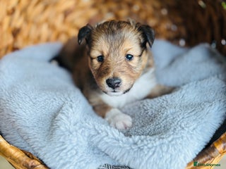 Shetland Sheepdog dogs Pretty sable Shetland sheepdog girl puppy - Advert 18