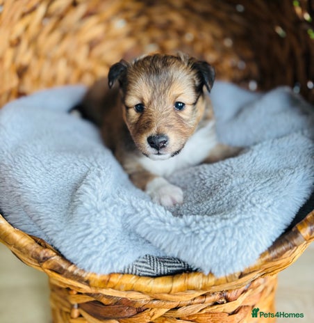 Shetland Sheepdog dogs Pretty sable Shetland sheepdog girl puppy - Advert 1