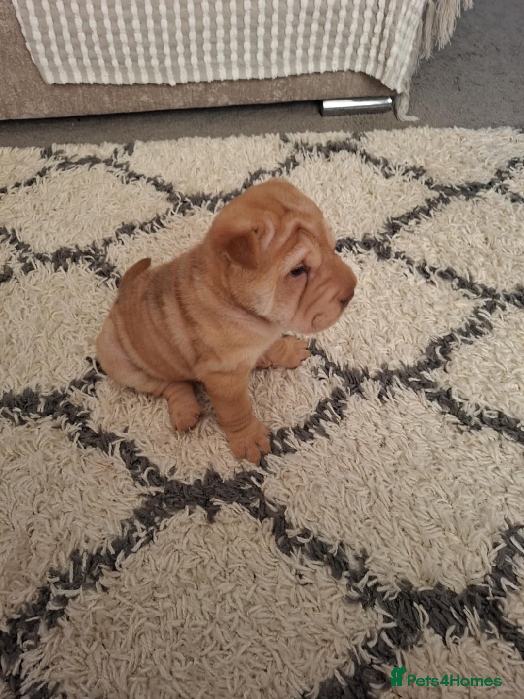 Shar Pei dogs for sale: Stunning boy shar pei (please watch video) - Image 3