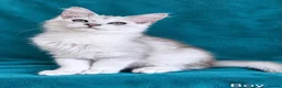Maine Coon cats for sale: Tica Registered Shaded Maine Coon Kitten  - Advert 1