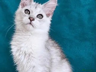 Maine Coon cats Tica Registered Shaded Maine Coon Kitten - Advert 5