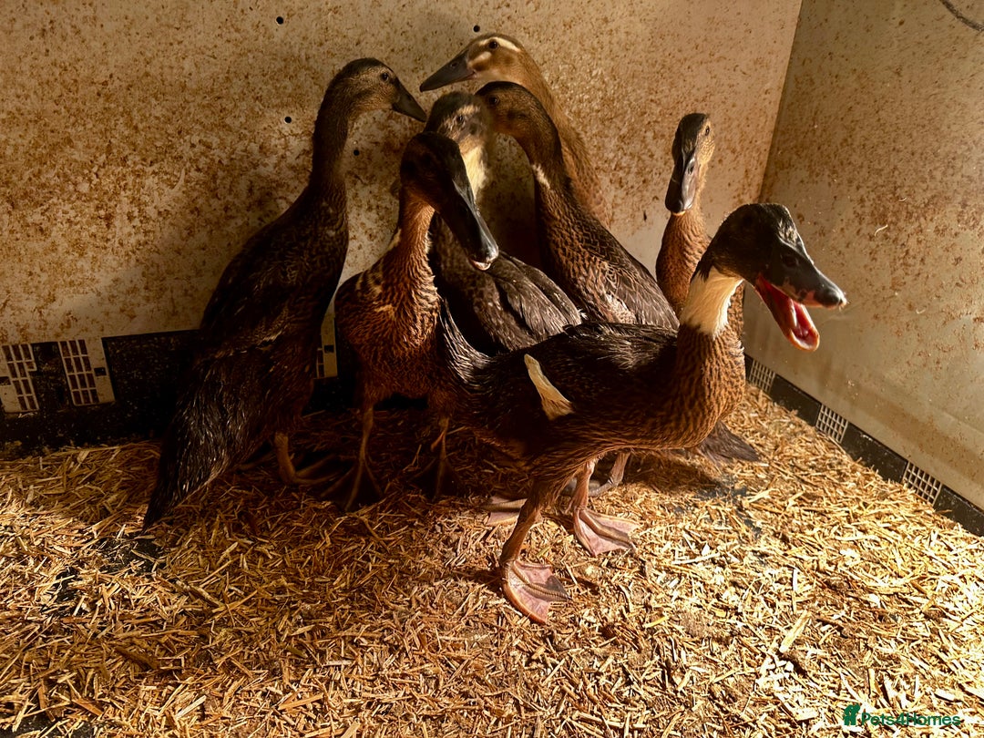 Ducks poultry for sale: Indian Runner Ducks - READY NOW - Advert 7