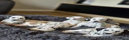 Dalmatian dogs for sale: Beautiful KC Reg Dalmatian Puppies in Newport - Advert 12