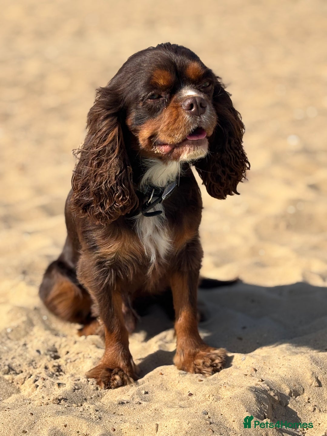 Cavalier King Charles Spaniel dogs for stud: THE BEST Looking CHOCOLATE🍫🐶 CAVALIER STUD - Image 7