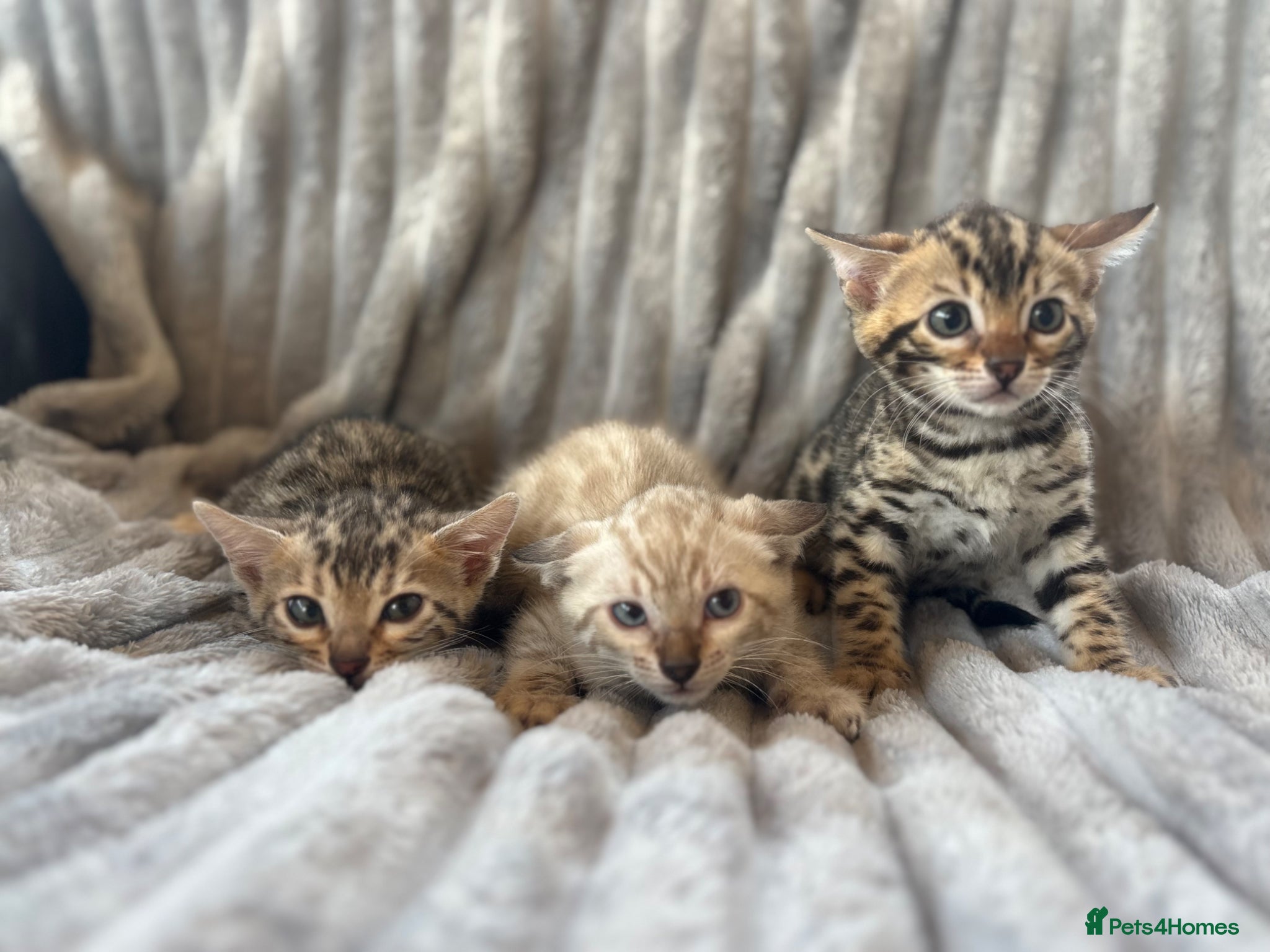 Bengal cats Perfect Bengal kittens  - Advert 1