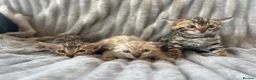 Bengal cats for sale: Perfect Bengal kittens  - Advert 2