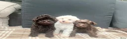 Schnoodle dogs for sale: Tiny Schnoodle Puppies 💙+ 🩷 - Advert 11