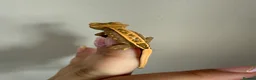 Gecko reptiles for sale: Baby crested gecko’s  - Advert 5