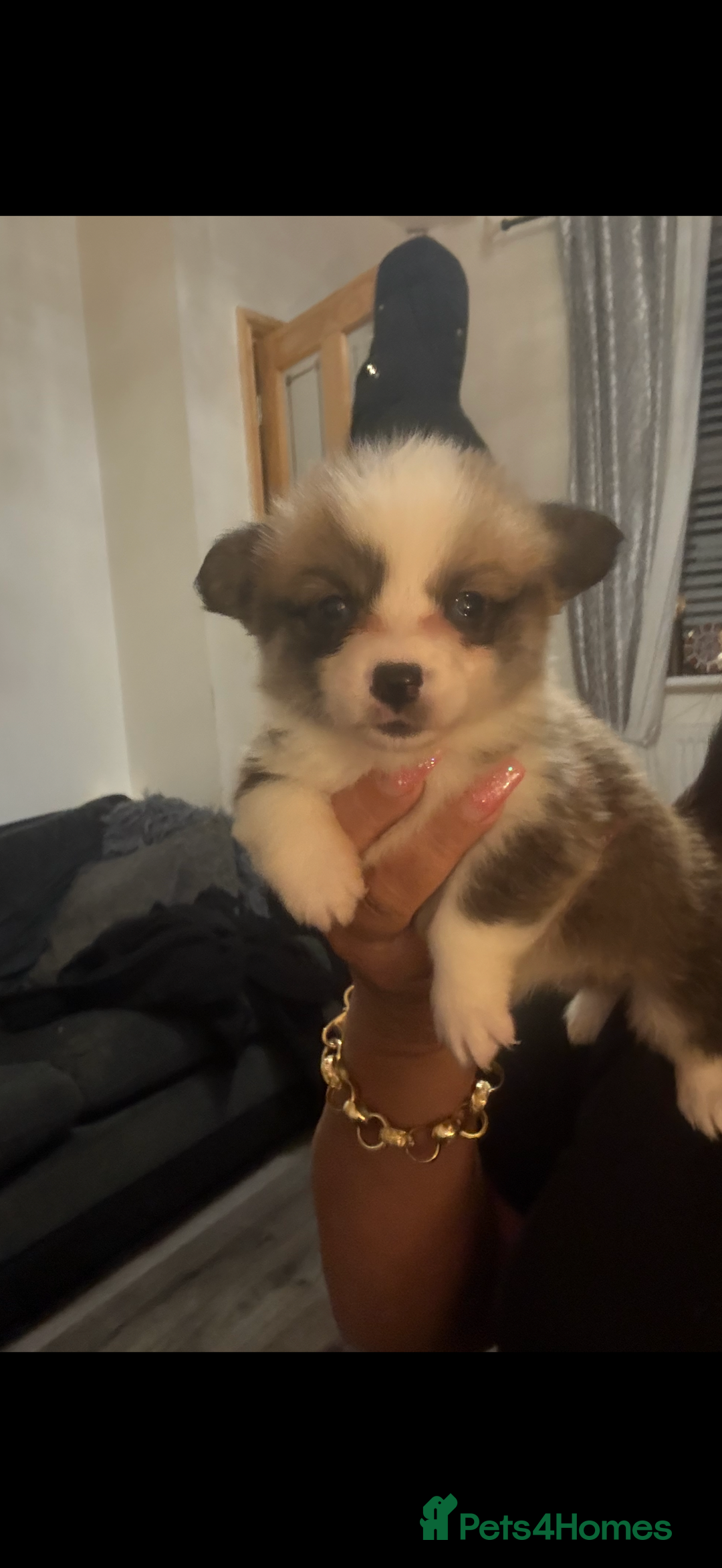Welsh Corgi Pembroke dogs for sale: Kc reg Pembroke corgi babies available  - Advert 10