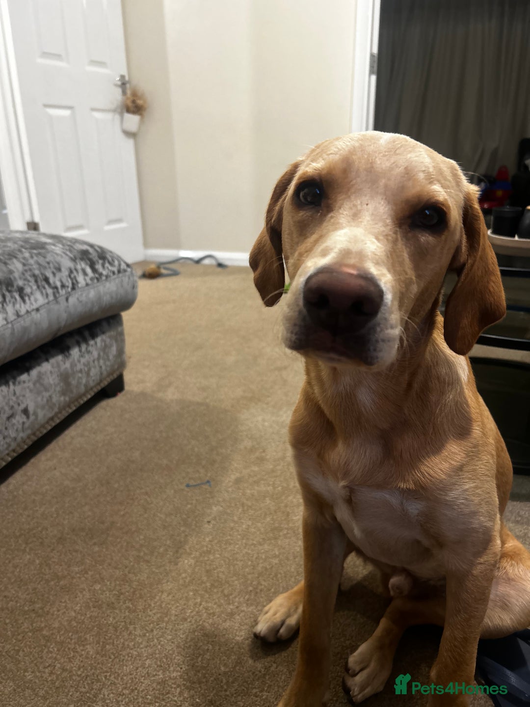 Labrador Retriever dogs for sale: Jasper, 7 months old, golden labrador  - Image 1