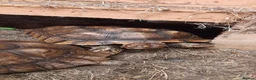 Tortoise reptiles for sale: Trio of sulcata tortoises  - Advert 2