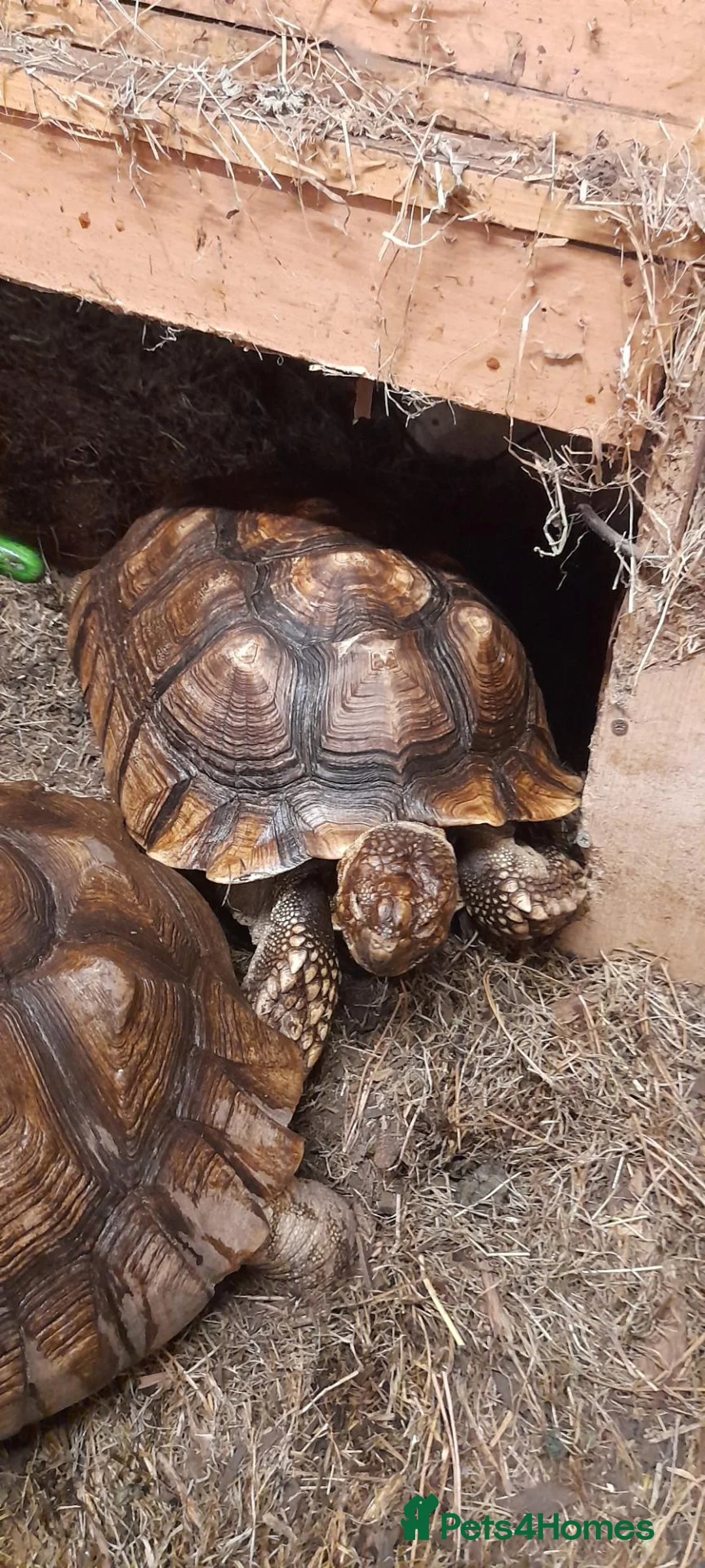 Tortoise reptiles for sale: Trio of sulcata tortoises  - Advert 2