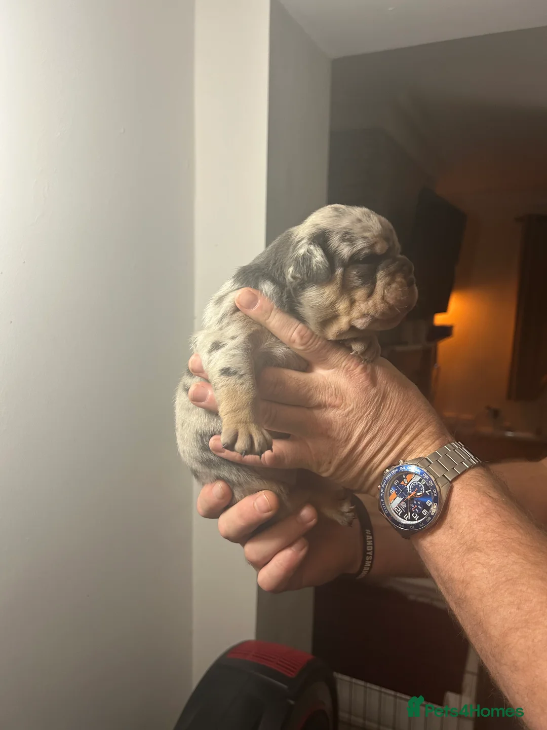 Olde English Bulldogge dogs for sale: 🔥Olde English bulldog puppies 🔥 - Advert 3