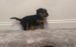 Airedale Terrier dogs for sale: Champion Coralita Airedale puppies  - Image 5