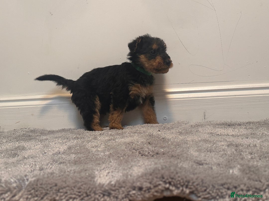 Airedale Terrier dogs for sale: Champion Coralita Airedale puppies  - Image 5