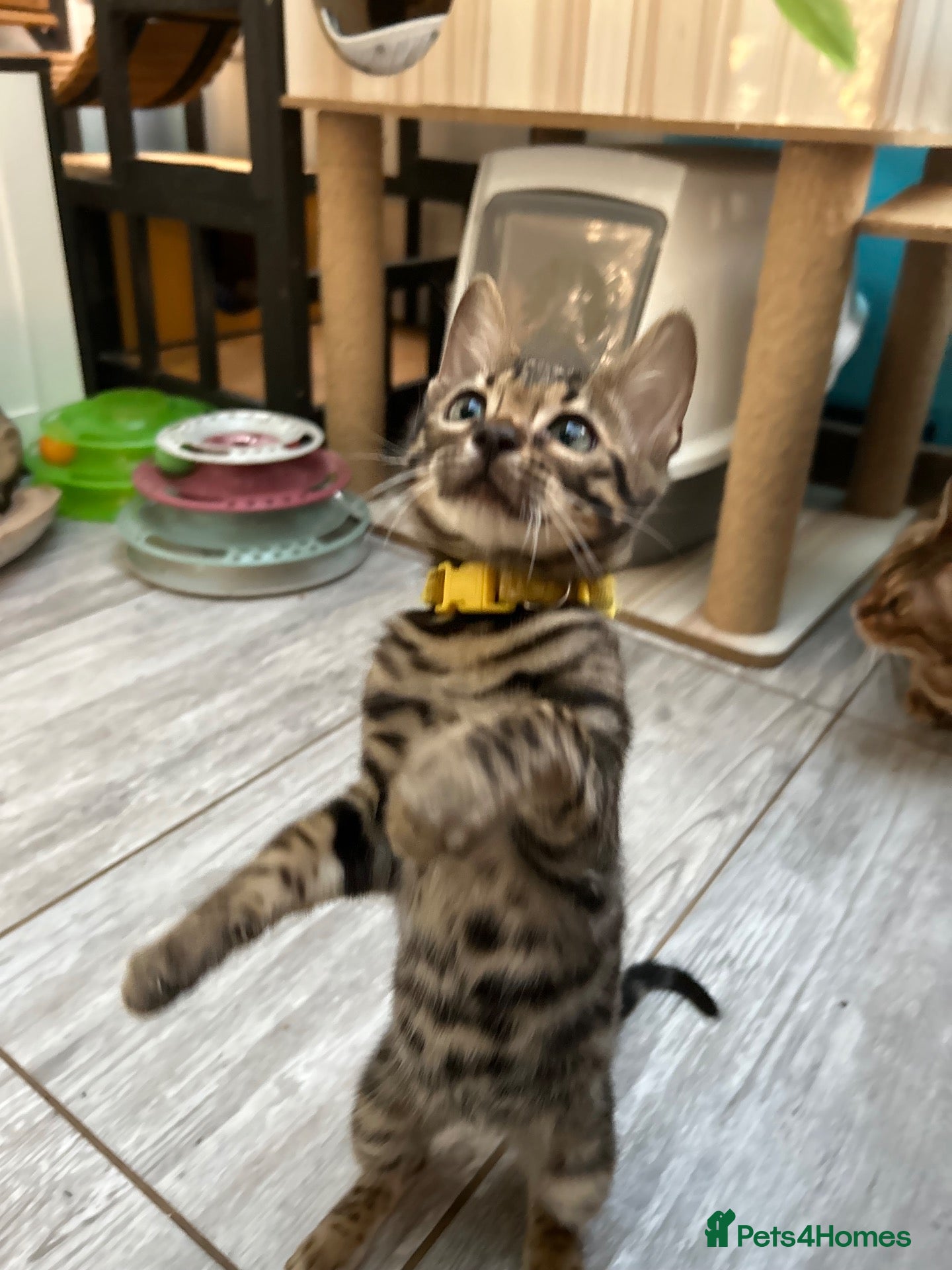 Bengal cats for sale: Pure Bengal Kittens ❤️ready for their new home 🏡  - Advert 1