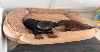 Miniature Dachshund dogs in Wakefield - Advert 4
