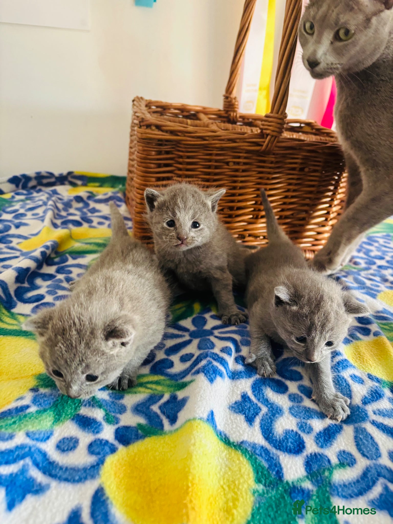 Russian Blue cats Pedigree TICA registered Russian blue kittens - Advert 16