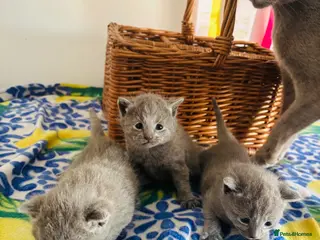 Russian Blue cats Pedigree TICA registered Russian blue kittens - Advert 16