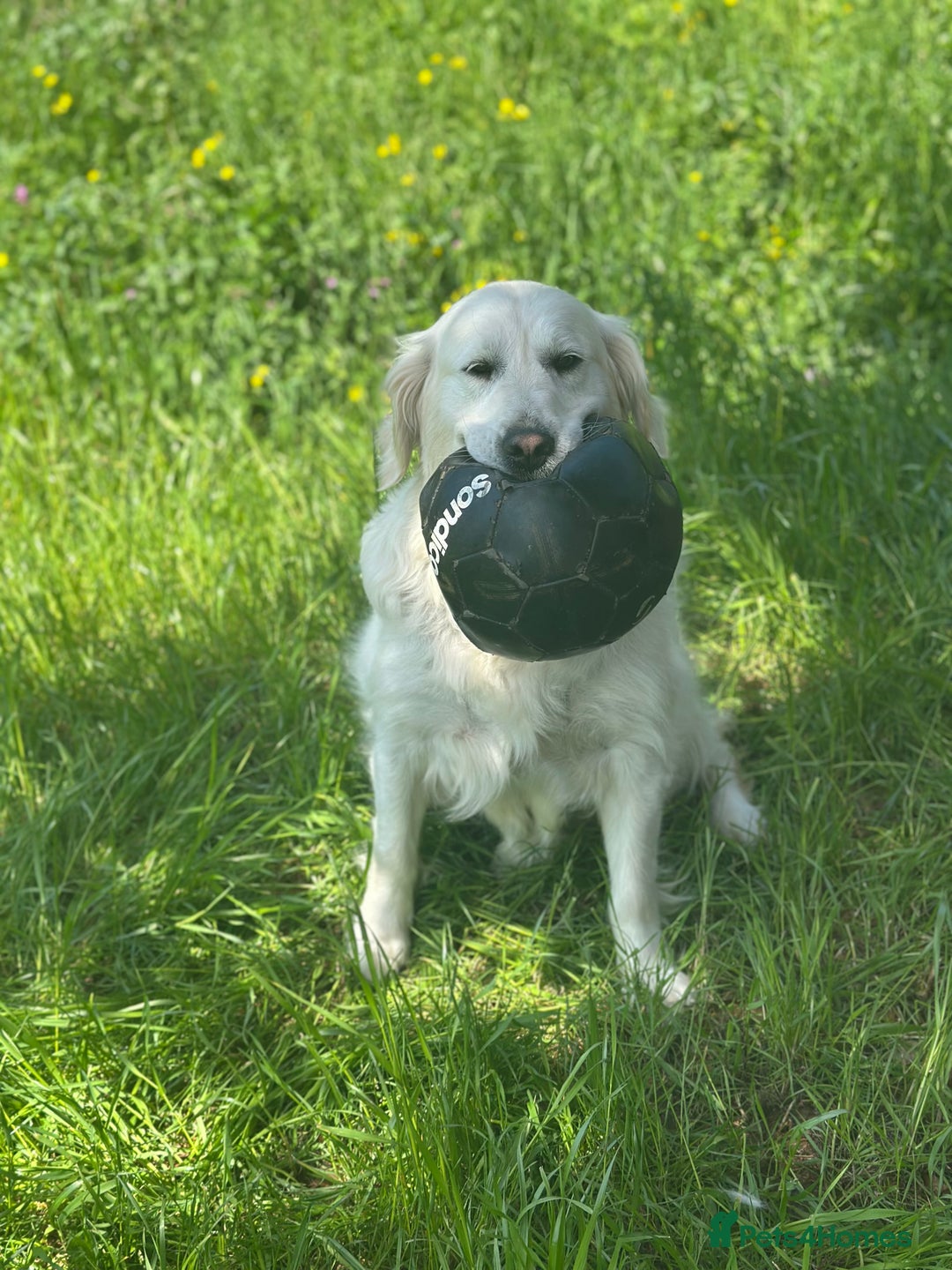 Golden Retriever dogs for sale: 7 year old cream Goldie girl  - Advert 3