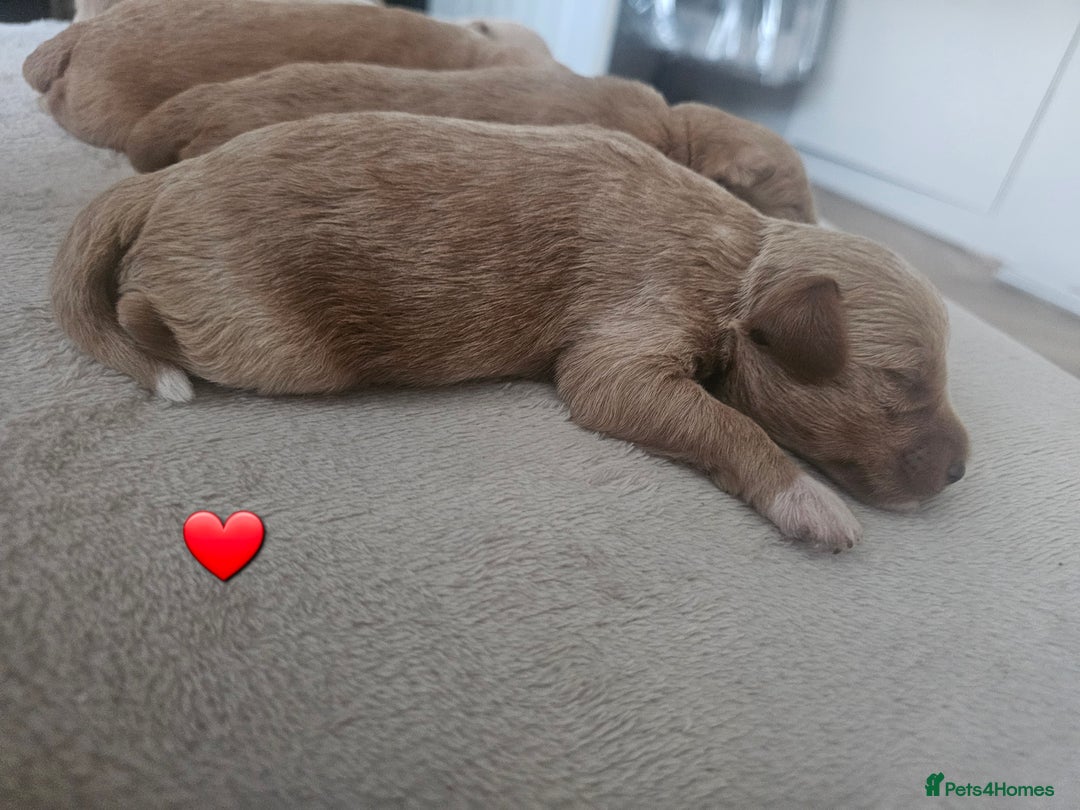 Schnoodle dogs for sale: 5 Adorable Schnoodle Puppies ❤️🩷💚💙🧡 - Image 16