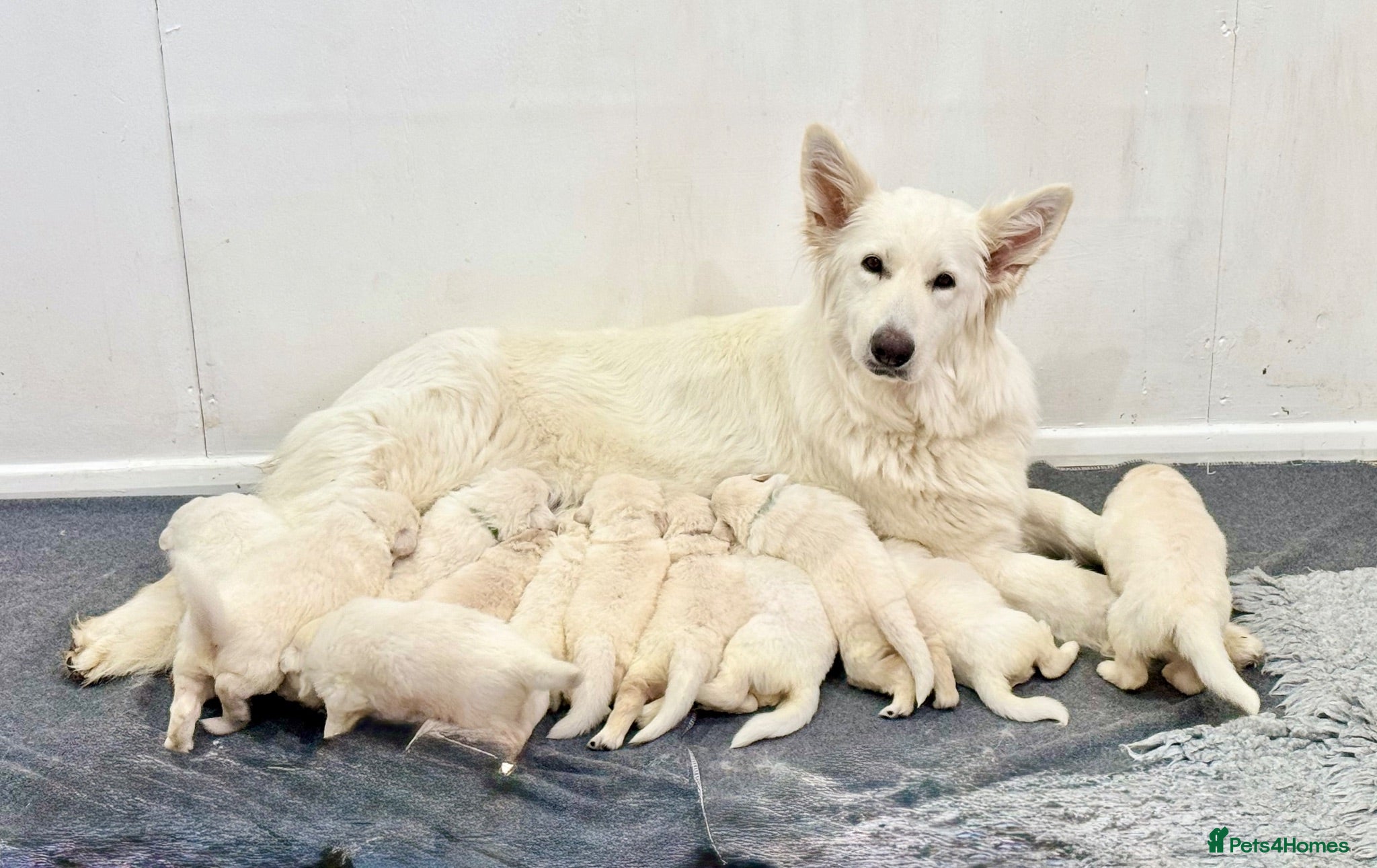 German Shepherd dogs Litter expected September  - Advert 17