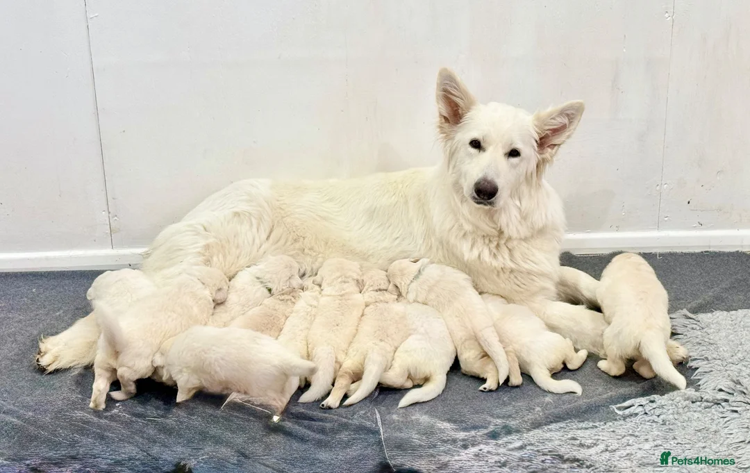 German Shepherd dogs for sale: Litter expected September  - Advert 1