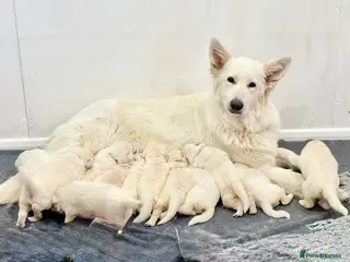 German Shepherd dogs Litter expected September - Advert 4