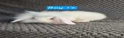 Mini Lion Lop rabbits for sale: Mini Lion Lop Bunnies - Advert 10