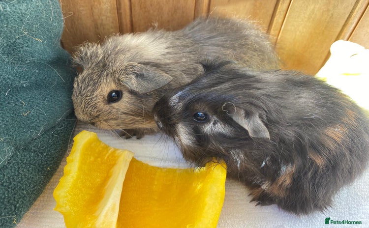 Guinea Pig rodents - Advert 4