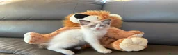 Ragdoll cats for sale: GCCF Ragdoll Kittens in Chichester - Advert 13
