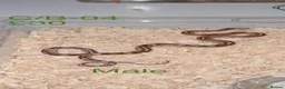 Corn Snake reptiles for sale: Baby corn snakes  - Advert 16