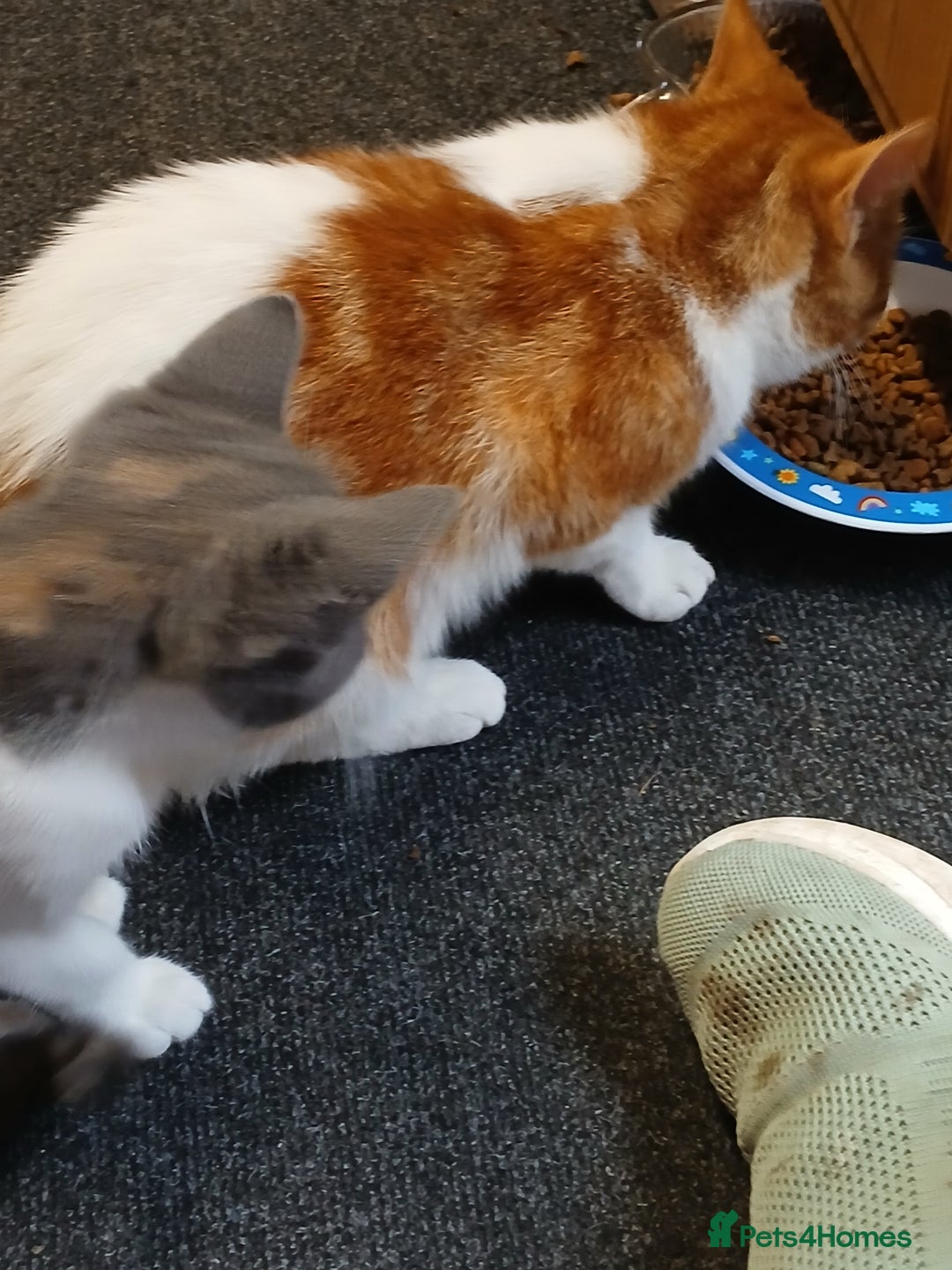 Mixed Breed cats for sale: 2 beautiful female lovely kittens and playfull - Image 13