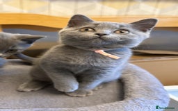 British Shorthair cats for sale: Female British Shorthair kitten GCCF registered  - Image 5